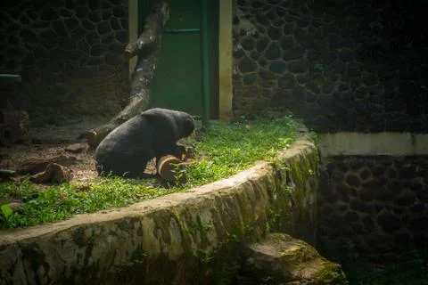 Honey bear playing with a log on side of a dried pool seeing something in photo Stock Photos