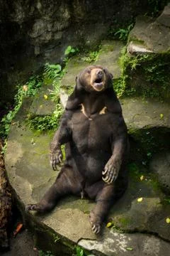 A honey bear screaming while sitting on the rock photo taken in Jakarta Stock Photos