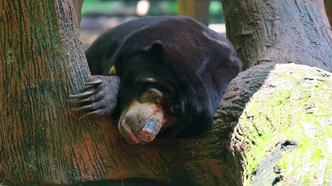 Honey Bear sleep 스톡 동영상 243955758
