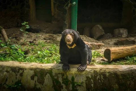 A honey bear staring while sitting near a log photo taken in Jakarta Indonesia Stock Photos