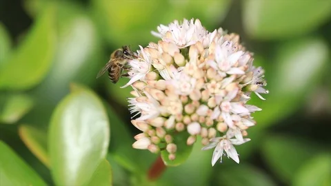 The honey Bee 1 Video stock 91346788