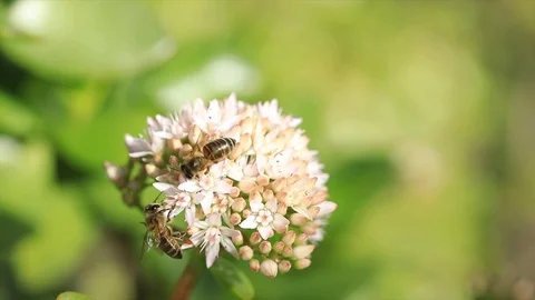 The Honey Bee 2 Video stock 91346854