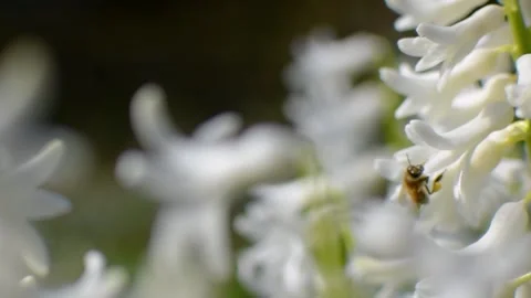 Honey bee 2 Video stock 154400606