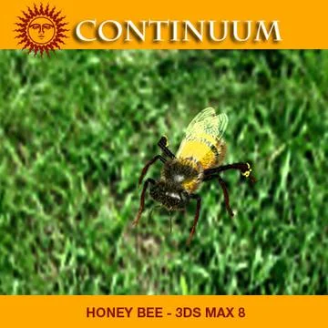 Honey Bee 3D Model