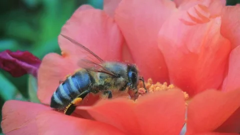 Honey Bee 4K Stock Footage 73007815