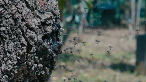 Honey Bee 4K Vlog Stock Footage 305332730