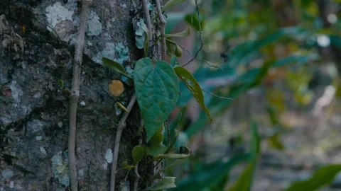 Honey bee 4K VLog Stock Footage 305332772