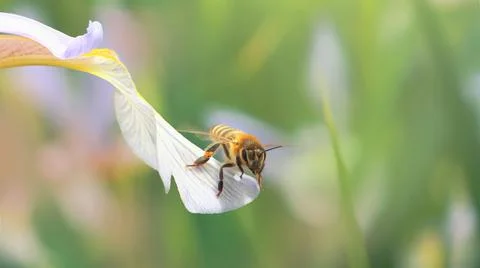 A honey bee is about to take off from the edge of a petal of a light blue i.. Stock Photos
