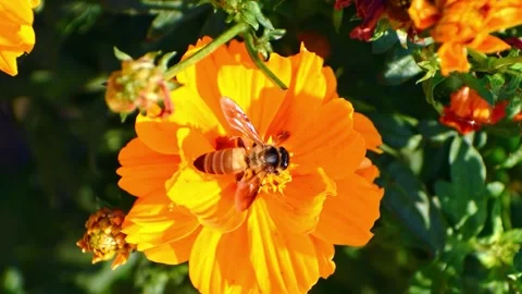 A honey bee actively gathers nectar and pollen from a vibrant orange cosmos.. Stock Footage 341354664