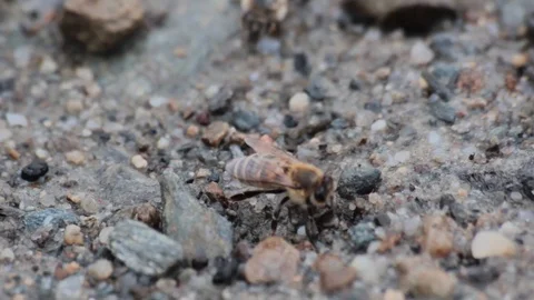 Honey bee and fly Stock Footage 90765232