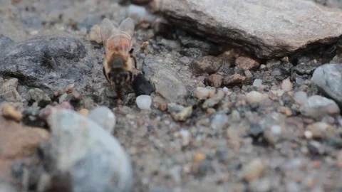 Honey bee and fly Stock Footage 90765235