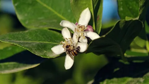Honey Bee and fly on lemon citrus flower close-up macro Stock Footage 276480355