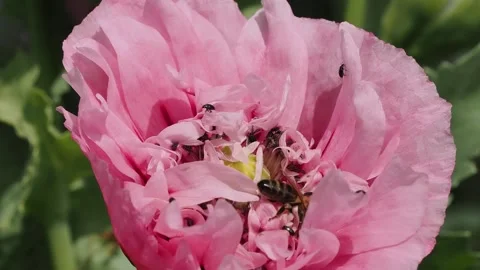 A honey bee and pollen beetles in the petals of a semi double annual poppy. Stockbeeldmateriaal 339127610