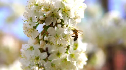 Honey bee and pollen Video stock 154503102