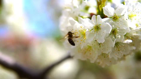 Honey bee and pollen Video stock 154503248