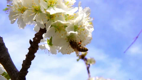 Honey bee and pollen Video stock 155016619