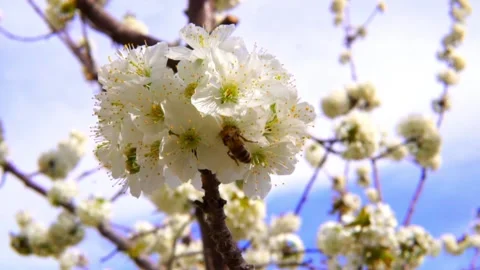 Honey bee and pollen Video stock 155016879