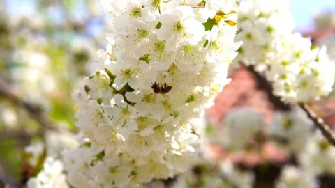 Honey bee and pollen Video stock 155016926