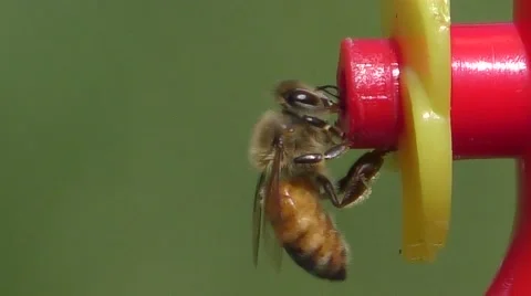 Honey Bee and Wasp Fighting Stock Footage 65257292