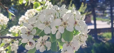 Honey Bee and White Spring Flowers 動画素材 333119707