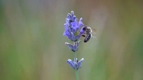 Honey bee (apis melifera) in levander flower, beautiful composition, slow motion Video stock 122013410