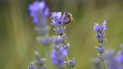 Honey bee (apis melifera) in levander flower, beautiful composition, slow motion Stock Footage 122013735
