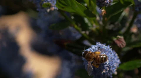 Honey Bee, apis mellifera, Adult in Flight, Flying to Flower with Pollen Stock Footage