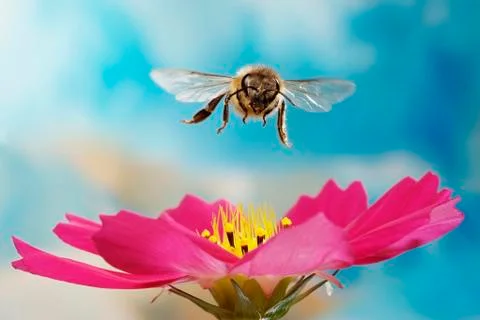 Honey bee Apis mellifera flying over pink flower of a Cosmos Cosmos Germany Stock Photos