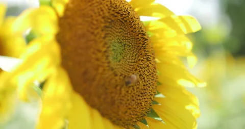 Honey bee, Apis mellifera, foraging on a yellow sunflower in a field Stock Footage 150652011
