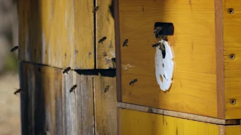 Honey bee (Apis mellifera) at the hive entrance, bees flying around the beehive Stock Footage