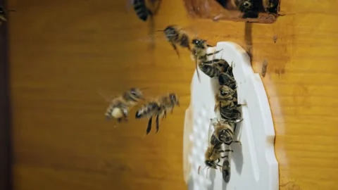 Honey bee (Apis mellifera) at the hive entrance, bees flying around the beehive Stock Footage