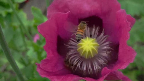 A honey bee (Apis Mellifera) hovering over opium poppy - super slow motion Stock Footage 337037808
