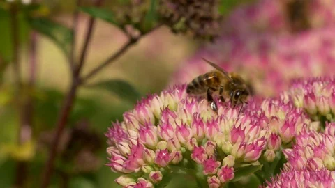 Honey bee Apis mellifera nectaring on sedum Stock Footage 82658375
