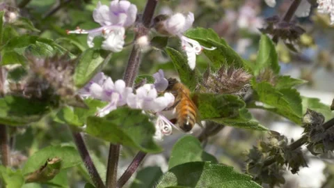 Honey Bee (Apis Mellifera) Nectaring On A Flowering Plant - Close Up Stock Footage 328591045