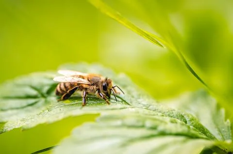 Honey bee (Apis mellifera) resting on green leaf in forest close-up Stock Photos