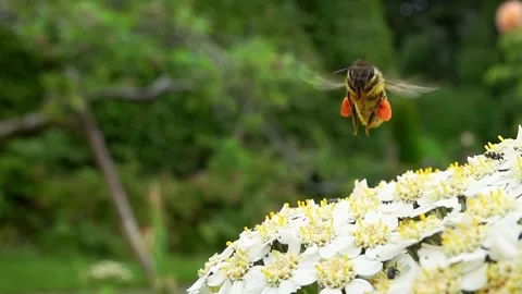 A honey bee (Apis Mellifera) taking off close up - super slow motion Stock Footage 337038356