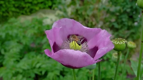 A honey bee (Apis Mellifera) visiting opium poppy - super slow motion Stock Footage 337037835