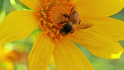 Honey bee (Apis) pollen covered feeding on yellow flower. Stock Footage 304406473