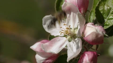 Honey bee (Apis) visits apple blossom and flies on, Genthin, Saxony-Anhalt, Stock Footage 334895404