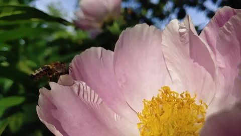 Honey bee appearing and taking off from pink peony, slow motion Video stock 332157876