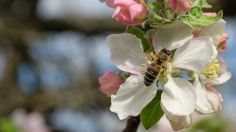 Honey bee at a apple tree flower Stock Footage 128854226