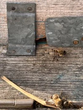 Honey Bee Approaching Rustic Hive Entrance Foto stock