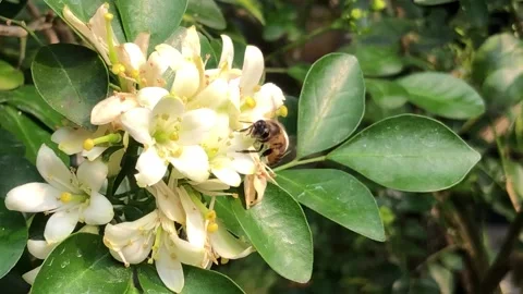 Honey Bee Approaching White Orange Jasmine Flower for Pollination Activity Stock Footage 340048356