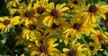 Honey bee on beautiful blooming orange coneflowers at sunny day 4k or 4k+ Resolution