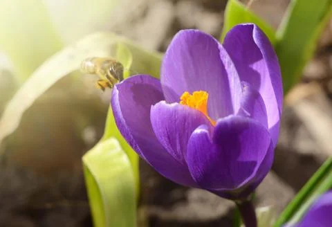 Honey bee on a Beautiful first spring flowers crocuses bloom under bright Stock Photos