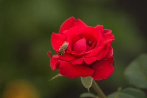 Honey bee on a beautiful red rose Stock Photos