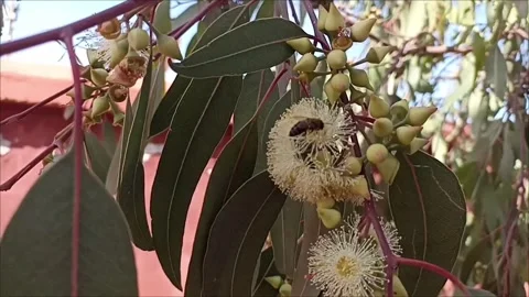 Honey Bee Behavior on Eucalyptus Tree Blossom Stock Footage 333007353
