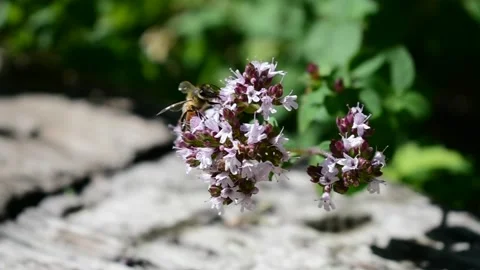 Honey Bee on blossoms Stock Footage 170968727