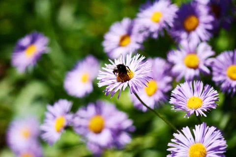 Honey bee on blue aster Stock Photos