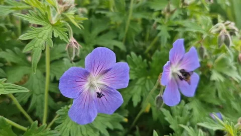 A honey bee on a blue flower. Stock Footage 233064950